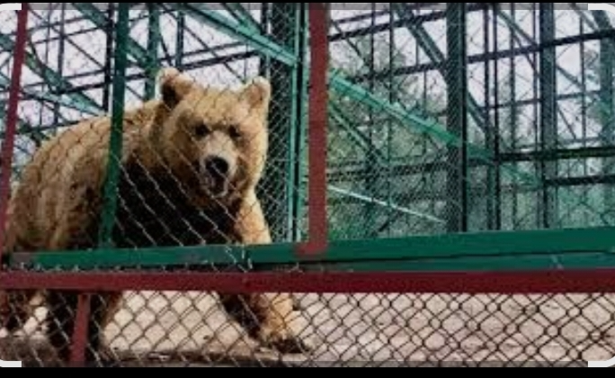 Pahalgam Zoo